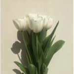 -pastel tulips-