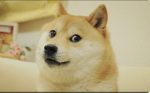DOGES 4 life :D