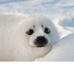 Seals United!