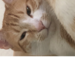 Cat SqUad for CooL people