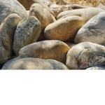 ROCK_GANG