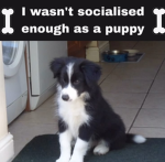 pawsholic