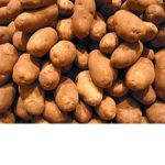 Nolan's Potato Army