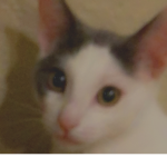 ..kittens..
