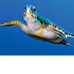Turtle on top