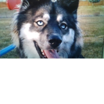 forst husky