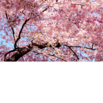 Sakura Island