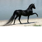 I like Black horses