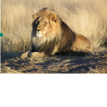 Lion rip