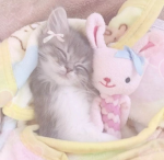/PAWINCESS