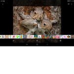 Pixies friends group