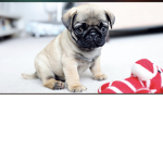 Puglife051109