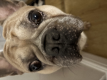 <・doggys・>