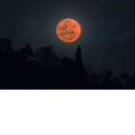 The Moon Shop