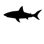shark attack!!!!!