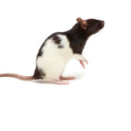 Rat With Flashlight