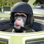 MONKEY IN THE TONK