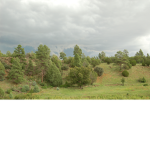 Pretty landscape group