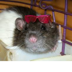 The Rat Pack Gang