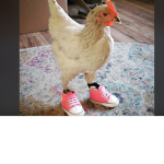 Chicks With Kicks :)
