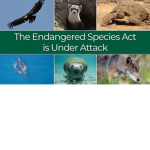 Endangered species group!