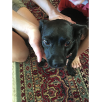 Dogs are adorable so get one!
