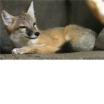 The Animal Club! (V1.3.1)