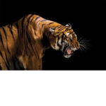 Animal's the ruler's