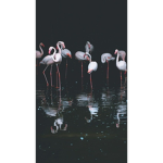 Pink fluffy flamingo