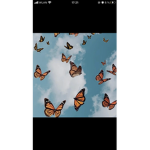 Butterfly_fatma