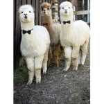 Llama squad!!!!!!!