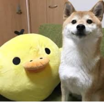 SHIBA DUCK SQUAD