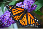Butterfly Squad :D