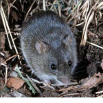Bi RAT