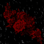 Rain roses..