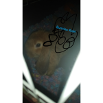 Bunny Loving Care-Taking Group!