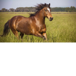happy horse group