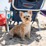 Dog Dayz!