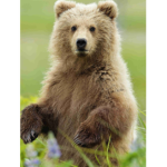 bearz r coool