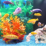 Da Fish Yt