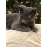 Cats of EclipseClan