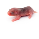 keiras.rat