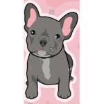Buddy the Frenchie