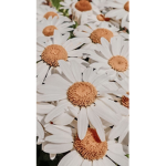 Maddie's daisies