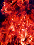 FIENFIRE LIONS