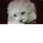 Kens poodle adoption