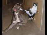 cat and dog ninja colony