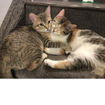Silky & gingy appreciation club