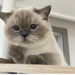 Munchkin The Cat