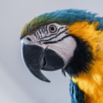 Parrot sqaud